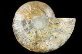 Cut Ammonite Fossil (Half) - Agatized #121486-1